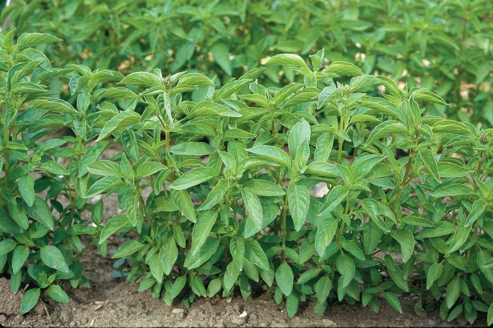 Lime Basil Seeds - 100-1000 Count - Aromatic Citrus Herb - Ocimum basilicum var. citriodorum