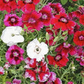 Baby Doll Dianthus Seed Mix - Colorful Annual Flowers - Dianthus chinensis - Compact Growth, Pollinator Attracting, 300+ Seeds