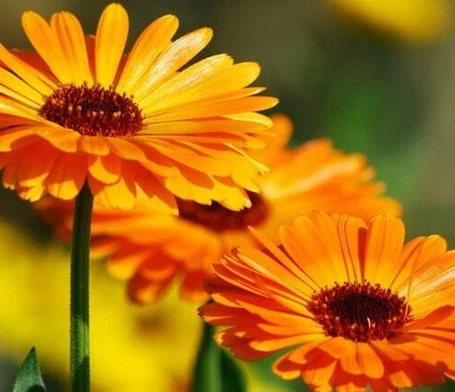 Calendula Seeds 25 Pack - Pot Marigold, Medicinal Herb, Bright Orange & Yellow Flowers, Calendula Officinalis
