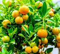 Calamondin Orange Tree - Potted Citrus reticulata x microcarpa with Fruit-Ready Calamansi