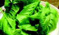 Olympia Spinach Seeds - Organic Non-GMO Spinacia oleracea for Home Gardening, Fast-Growing Leafy Greens Seed Packet