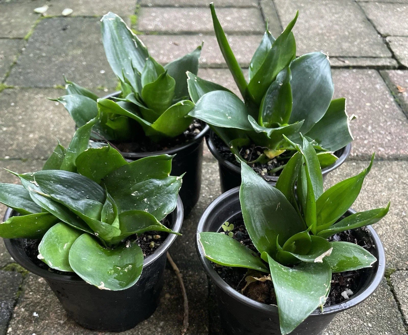 Sansevieria Hahnii Black Jade Snake Plant Starter 4” Pot | Indoor Air Purifying Houseplant | Low Light Easy Care