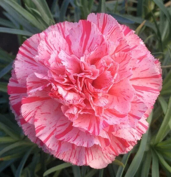 Bob's Highlight Carnation Seeds - 100 Perennial Dianthus Flowers for Borders, Containers, Cut Flowers
