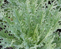 White Russian Kale Seeds - 500+ Brassica oleracea Greens for Salads & Survival Gardening