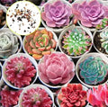 Hens and Chicks Succulent Seeds 1,000 Pack - Sempervivum spp. Cactus Variety for Garden, Container, Rock Gardens