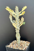 Euphorbia Lactea Variegated White Ghost Succulent Plant – Rare Rooted Houseplant in 4-Inch Pot