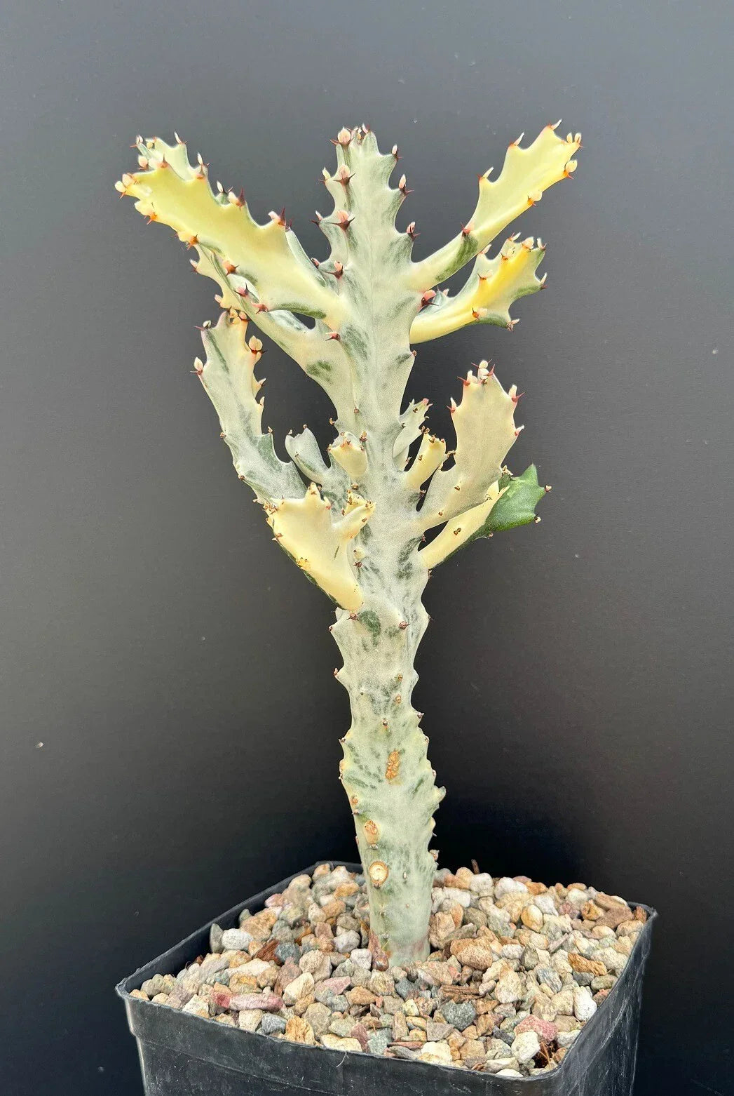 Euphorbia Lactea Variegated White Ghost Succulent Plant – Rare Rooted Houseplant in 4-Inch Pot