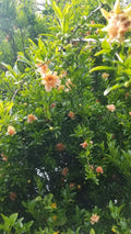 Peach Ornamental Pomegranate Cuttings - 10 Pcs, Compact, Vibrant Flowers, Punica granatum 'Nana'