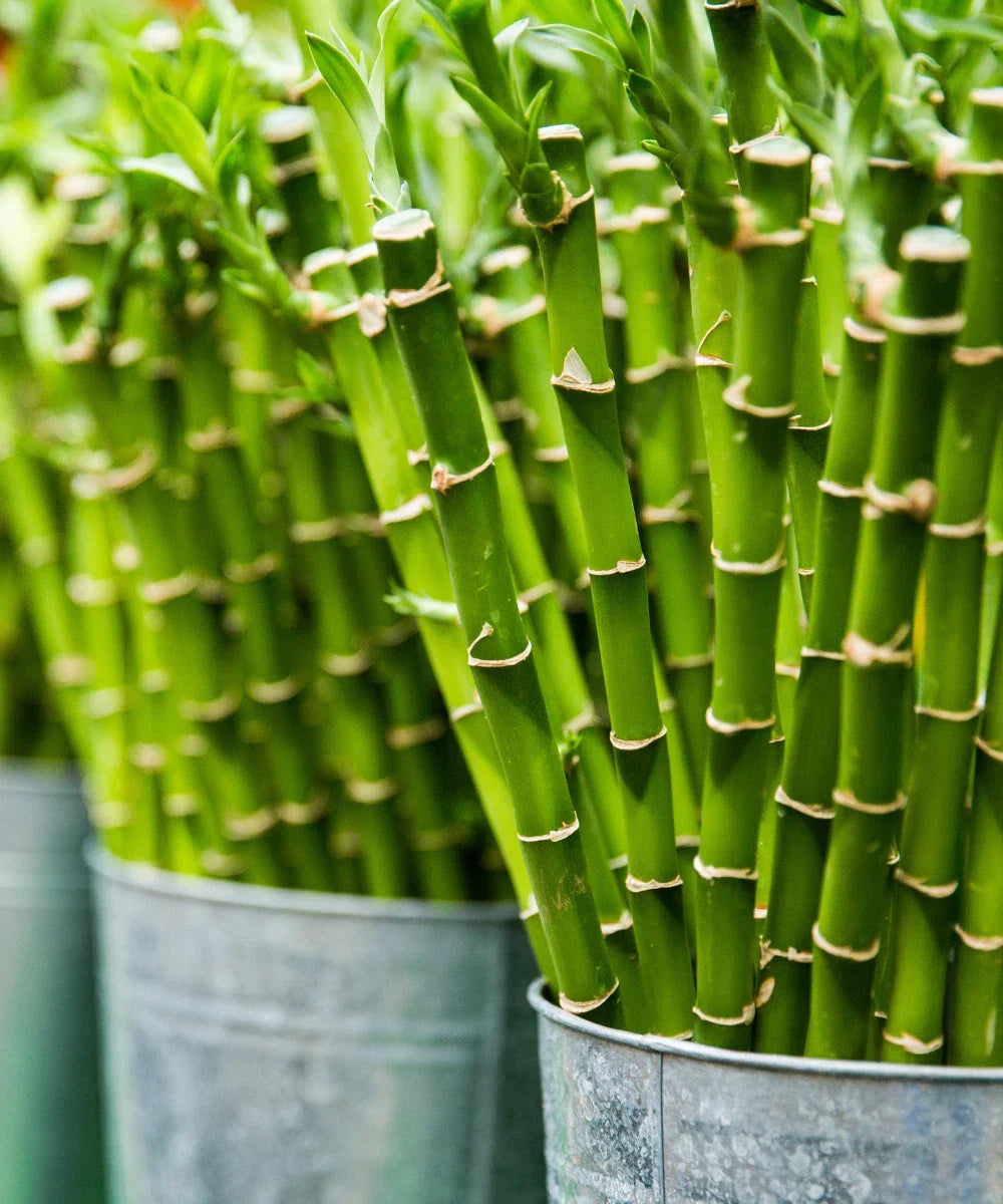 Lucky Bamboo Plant in Pot, 16+ Inch Dracaena sanderiana, Indoor Live Plant, Prosperity Gift