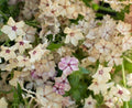 Phlox Seeds - 25+ Cream Brulee Fragrant Flower Seeds - Phlox paniculata - Perennial for Borders, Containers, Garden Beds