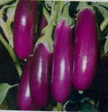 Eggplant Seeds - Long Purple Italian Variety - Solanum melongena - Heirloom, Fresh Seeds for Planting