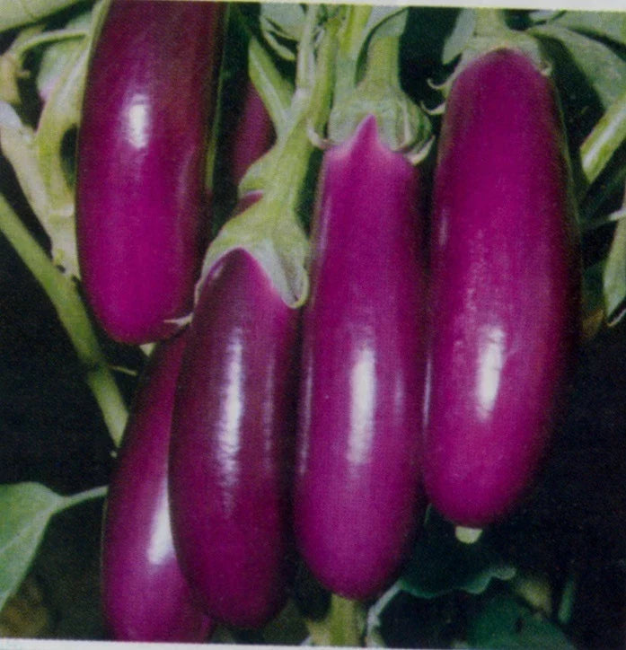 Eggplant Seeds - Long Purple Italian Variety - Solanum melongena - Heirloom, Fresh Seeds for Planting