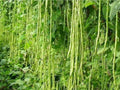 Green Yard Long Bean Seeds - Non-GMO Heirloom Asian String Beans (Sitaw) - Vigna unguiculata subsp. sesquipedalis, 50+ Seeds