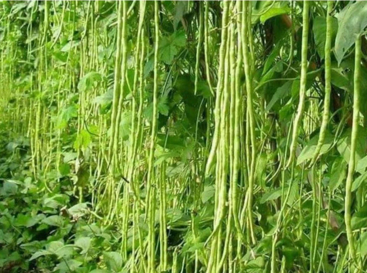 Green Yard Long Bean Seeds - Non-GMO Heirloom Asian String Beans (Sitaw) - Vigna unguiculata subsp. sesquipedalis, 50+ Seeds
