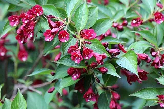Weigela florida Bush Shrub Seeds – Old Fashioned Pink & White Flowering Perennial Plant Packet