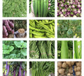 Asian Vegetable Seeds Packets – Non-GMO Variety for Home Gardening, Includes Bok Choy, Daikon Radish & More