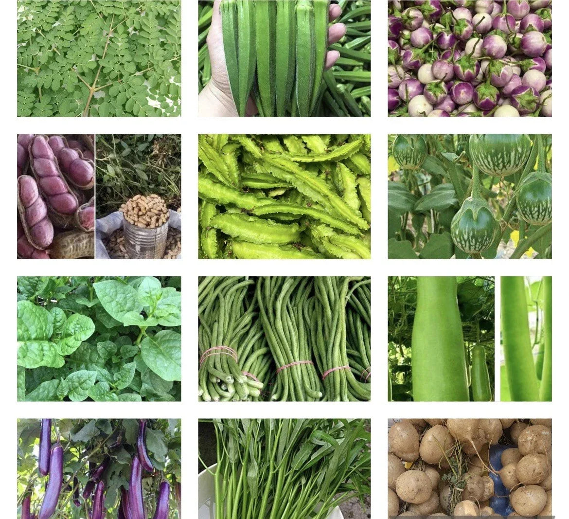 Asian Vegetable Seeds Packets – Non-GMO Variety for Home Gardening, Includes Bok Choy, Daikon Radish & More