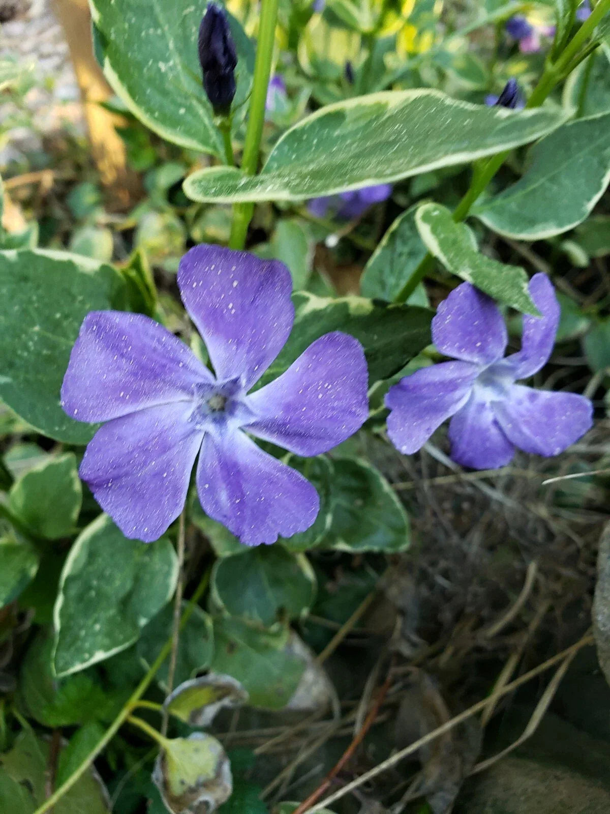 Variegated Vinca Minor Ground Cover Live Plants - 10 Rooted Cuttings, Hardy, Low Maintenance, Periwinkle Vine, 4-6 Inches