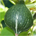 Green Hubbard Squash Seeds - 20+ Pack, Heirloom Cucurbita maxima Vegetable Seeds for Gardening 2025