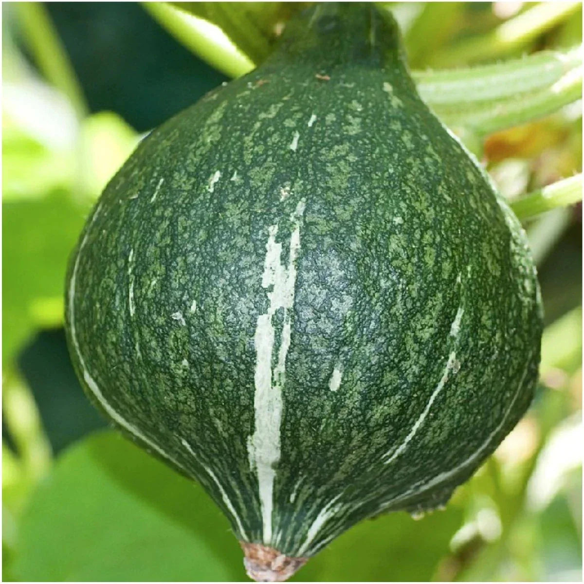 Green Hubbard Squash Seeds - 20+ Pack, Heirloom Cucurbita maxima Vegetable Seeds for Gardening 2025