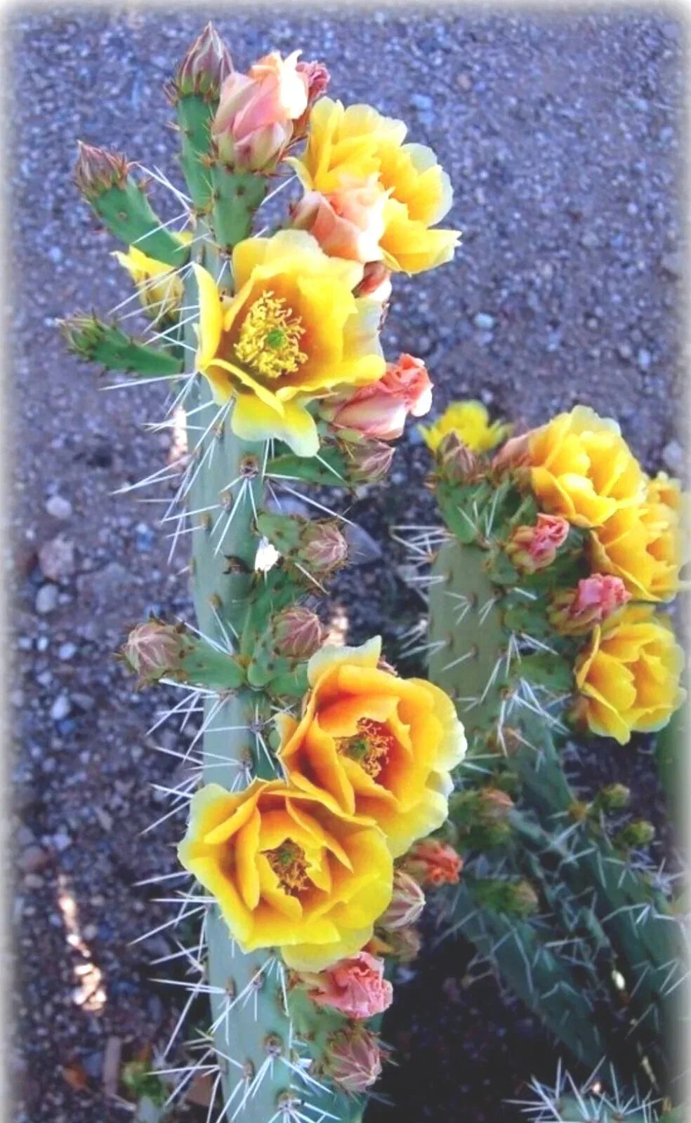 Green Prickly Pear Cactus Seeds - Opuntia lindheimeri - Drought-Resistant, Indoor & Outdoor Cultivation, 20+ Seeds