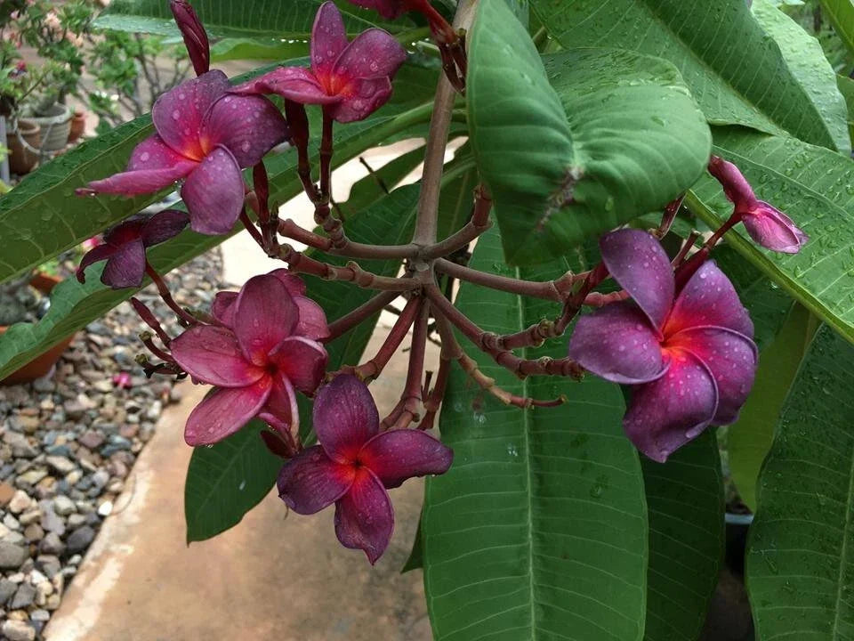 Plumeria Cutting 3 Tip Black Purple Frangipani Propagation Plant - Plumeria rubra