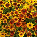 Dwarf Black Eyed Susan Flower Seeds Mix - Rudbeckia hirta Non-GMO 500 Pack for Butterflies & Pollinators