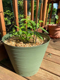 Well-Rooted Lemon Verbena Live Plant Aloysia Citrodora Aromatic Herb for Gardens & Containers