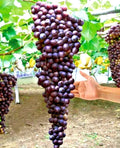 Giant Bunch Grapes Cuttings - 3x3 Green Rooting Cuttings in Blue, Yellow, Pink Varieties - Vitis vinifera