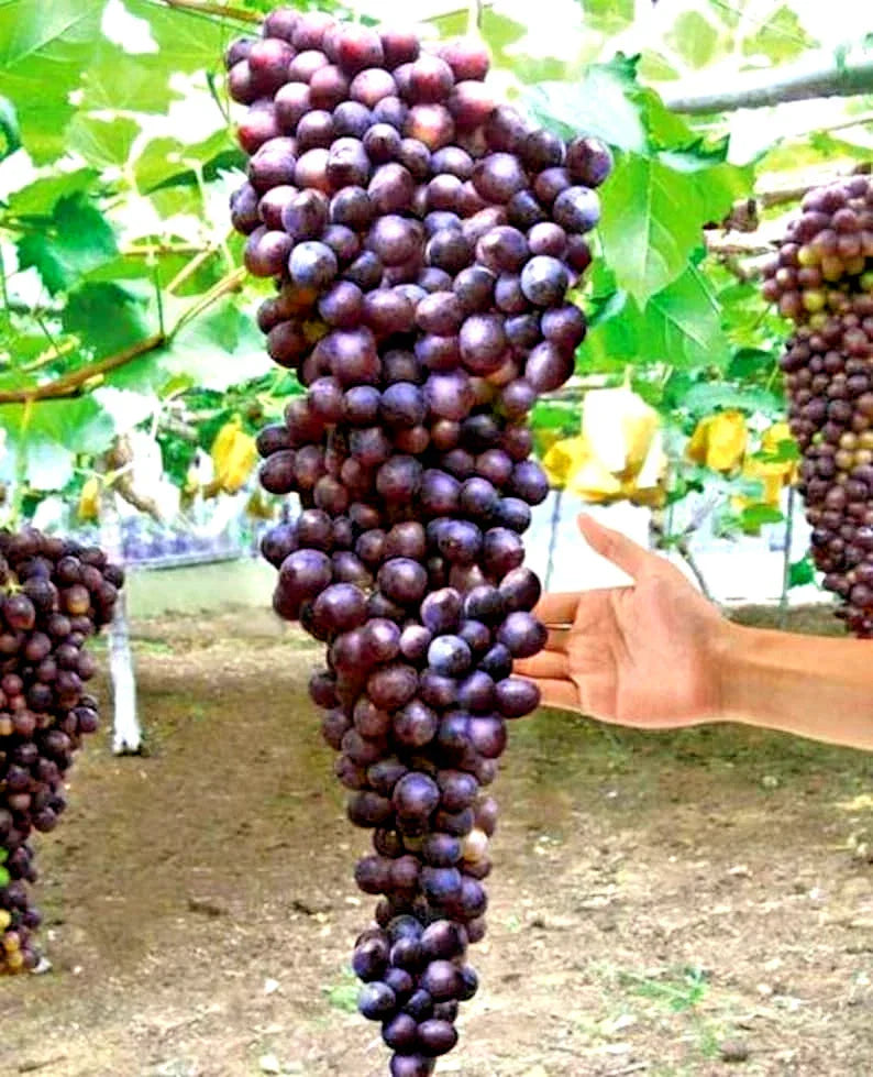 Giant Bunch Grapes Cuttings - 3x3 Green Rooting Cuttings in Blue, Yellow, Pink Varieties - Vitis vinifera