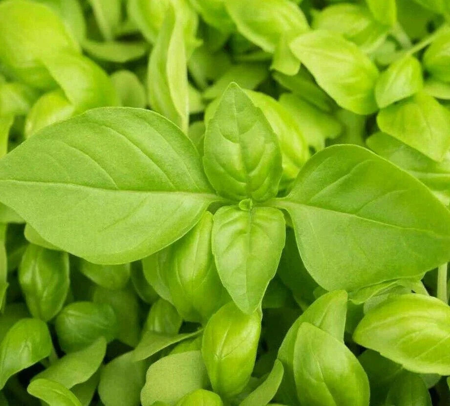 Lemon Basil Seeds 300+ Pack | Culinary Herb for Gardening | Ocimum basilicum 'Citriodorum'