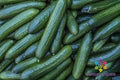 Diva Cucumber Seeds - 25+ Pack, Cucumis sativus, Non-GMO, Garden Vegetable, Vining, Full Sun, USA Grown
