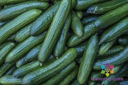 Diva Cucumber Seeds - 25+ Pack, Cucumis sativus, Non-GMO, Garden Vegetable, Vining, Full Sun, USA Grown