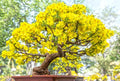 Apricot Bonsai Tree Seeds - 3 Large Prunus armeniaca Seeds for Indoor or Outdoor Planting with Yellow Flowers