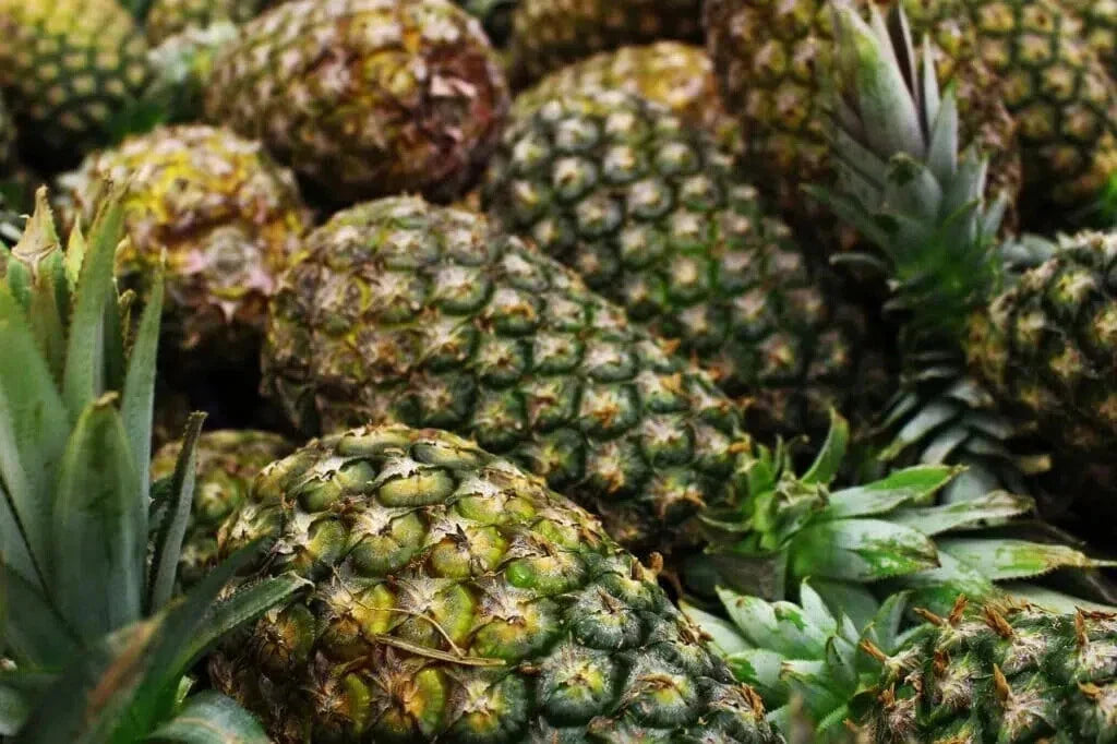 Montufar Pineapple Seeds 15 Pack Ananas comosus Tropical Fruit Garden Planting Non-GMO