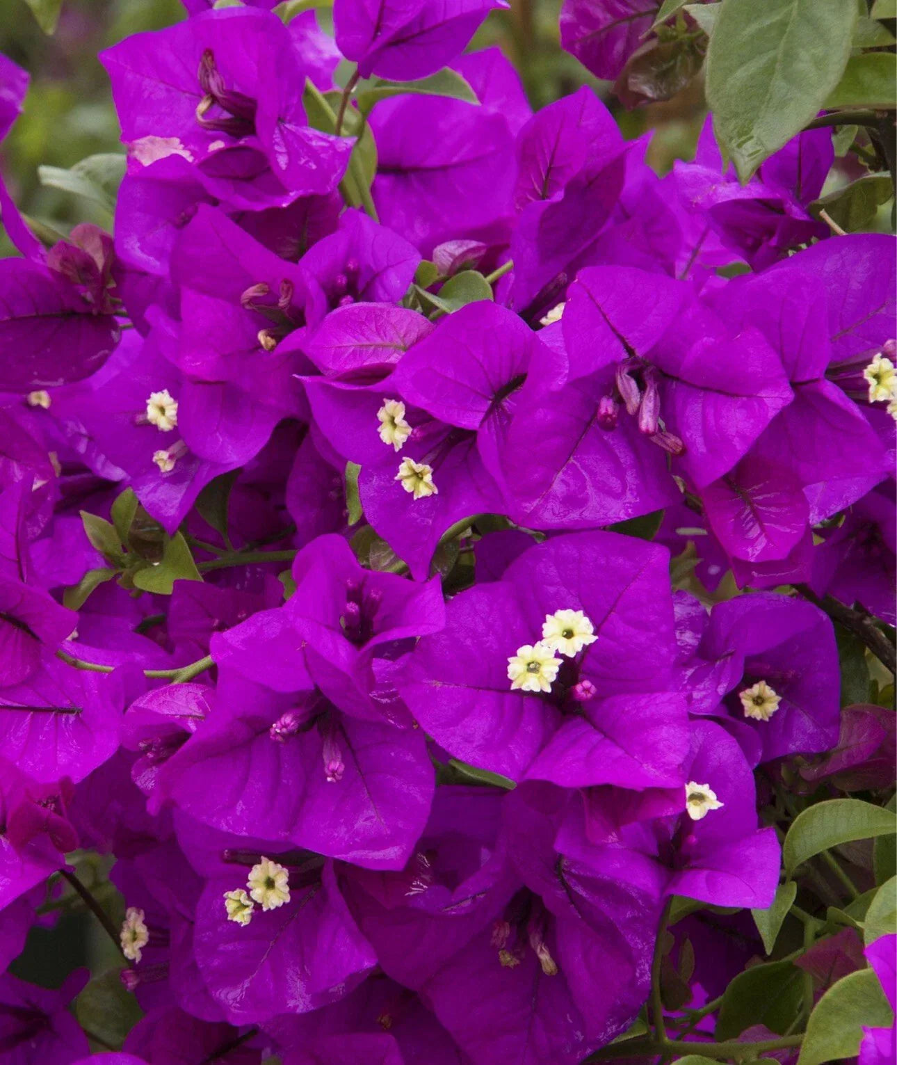 Purple Majesty Bougainvillea Plant in 4” Pot, Rooted Bougainvillea glabra, Vibrant Purple Flowers, Drought-Tolerant, Container, Garden Bed