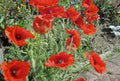 Corn Poppy Seeds Pack of 100+ | Bright Red Flowers | Papaver rhoeas | Wildflower Garden, Borders, Meadow