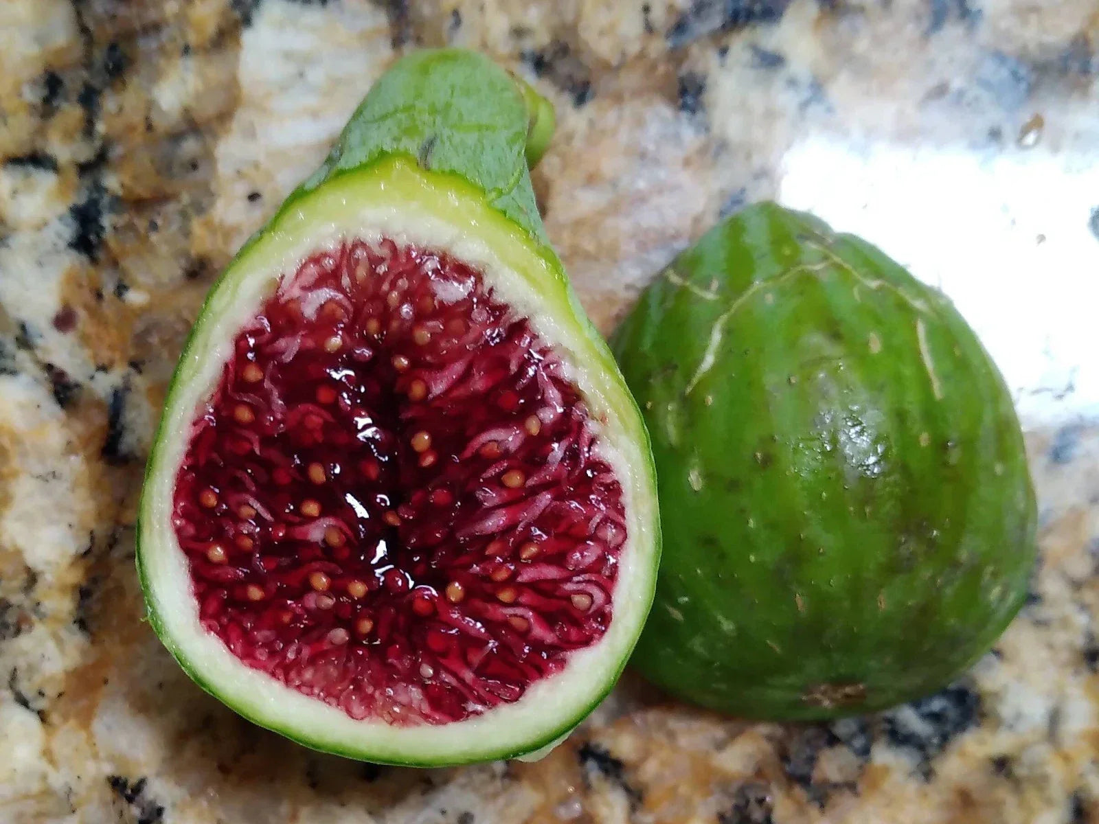 Fresh Fig Tree Cuttings - Davis Wildhorse Variety - Easy Rooting Ficus carica Planting Material