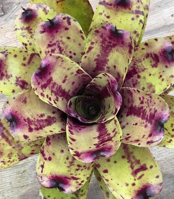 Neoregelia Blueberry Muffin Bromeliad Plant - Small Indoor Tropical Houseplant for Decor & Air Purification