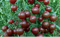Chocolate Cherry Tomato Seeds - Heirloom, 120+ Seeds, Sweet, Rich Flavor, Solanum lycopersicum, Indeterminate, Non-GMO