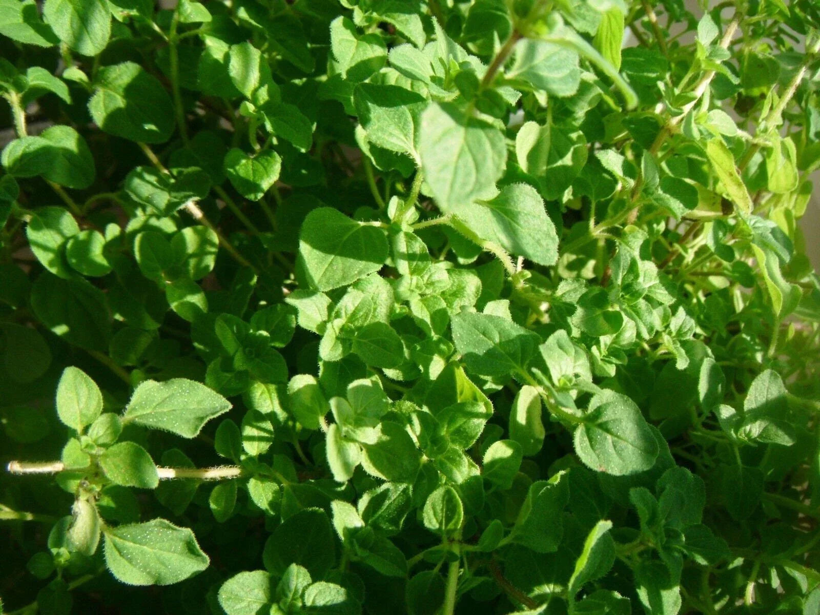 Thyme Herb Seeds - Common Thymus vulgaris, Culinary, Fragrant, Non-GMO, Indoor & Outdoor Gardening