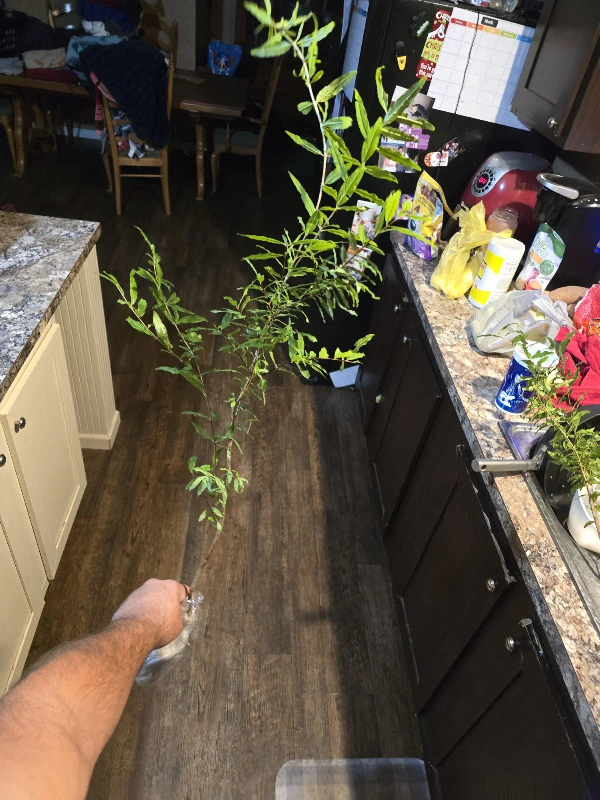 Pomegranate Tree Seedling - Parfianka Variety - 18 Inches - Punica granatum Fruit Plant for Home Garden