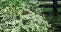 Sweet Autumn Clematis Plant - 1-Year Roots, Clematis paniculata, Fragrant White Flowers, Climbing Vine for Garden, Fences & Arbors