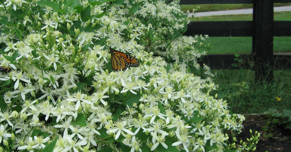 Sweet Autumn Clematis Plant - 1-Year Roots, Clematis paniculata, Fragrant White Flowers, Climbing Vine for Garden, Fences & Arbors