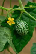Mouse Melon Seeds - 50 Pack - Melothria scabra Exotic Cucamelon for Gardening - Vining, Edible Fruit Seeds