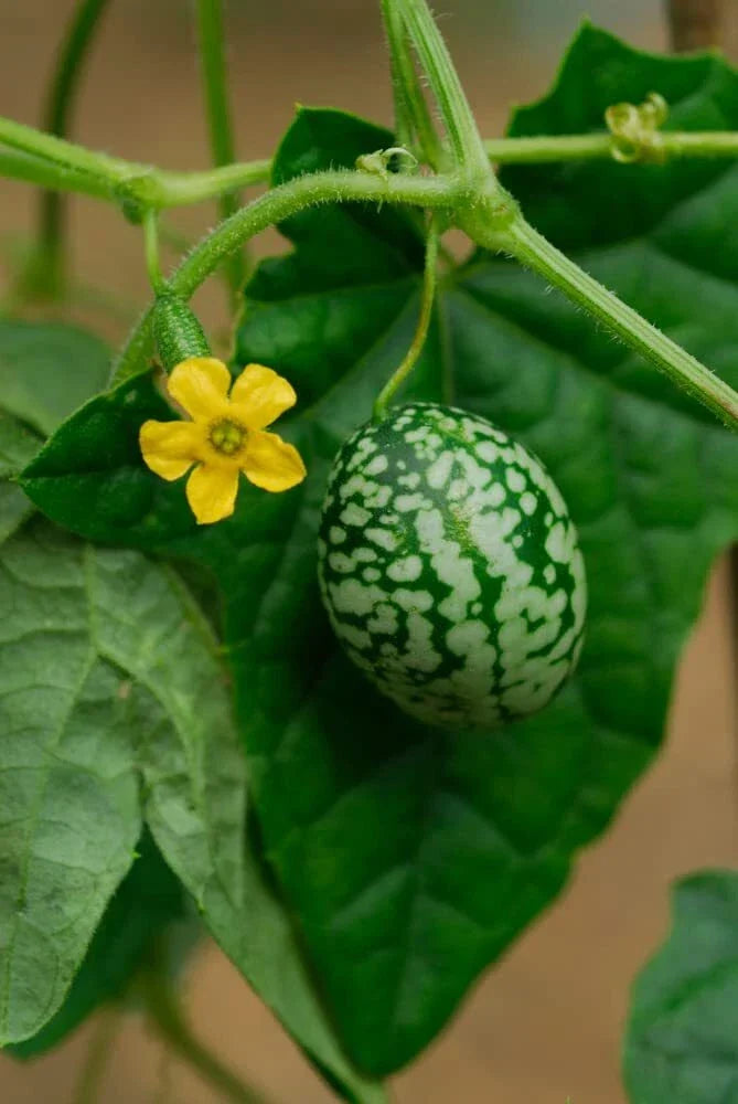Mouse Melon Seeds - 50 Pack - Melothria scabra Exotic Cucamelon for Gardening - Vining, Edible Fruit Seeds