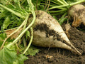 Organic Sugar Beet Seeds - Beta vulgaris for Home Gardening & Farming, 100 Seeds