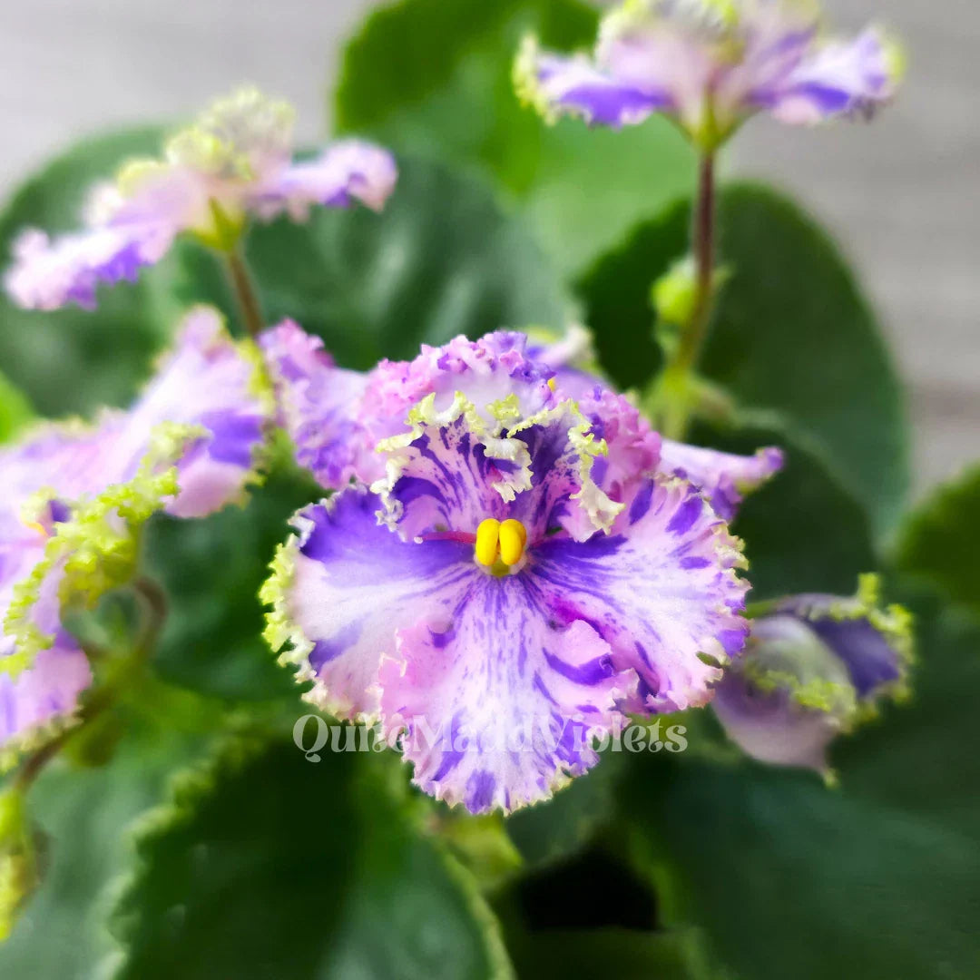 Fresh Cut African Violet Leaf for Propagation - AV-Soap Bubbles Saintpaulia