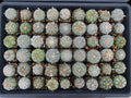 Astrophytum Asterias Super Kabuto Cactus Seeds – Rare Variegated Succulent, Star-Shaped, Drought-Tolerant, Indoor & Outdoor Plant, 54 Seeds