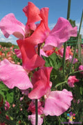 Duo Salmon Sweet Pea Seeds - 50+ Pack, Climbing Vine, Fragrant Lathyrus odoratus, Garden Planting, Spring Blooms, USA
